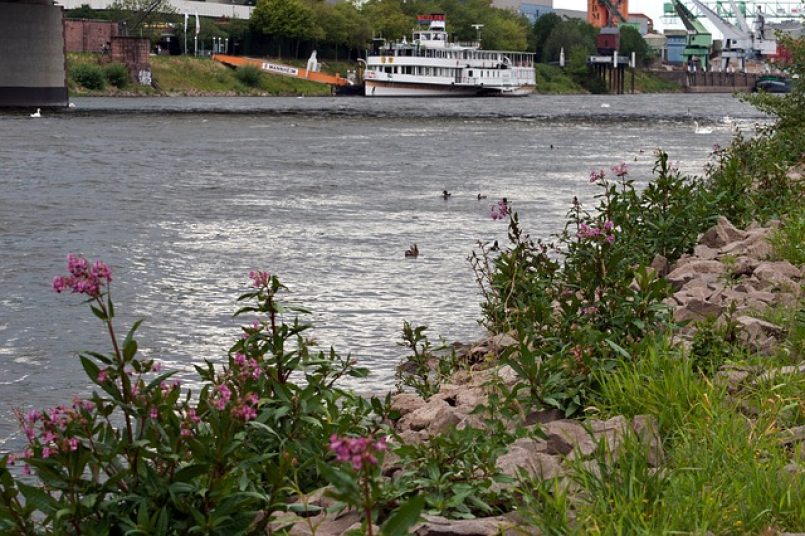 Der Neckar bei Mannheim.