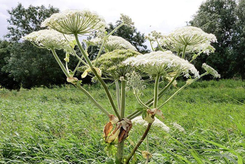 Symbolbild: Golpar wächst auf einer Wiese.