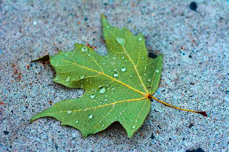 Ein grünes Blatt auf einer grauen Betonoberfläche.