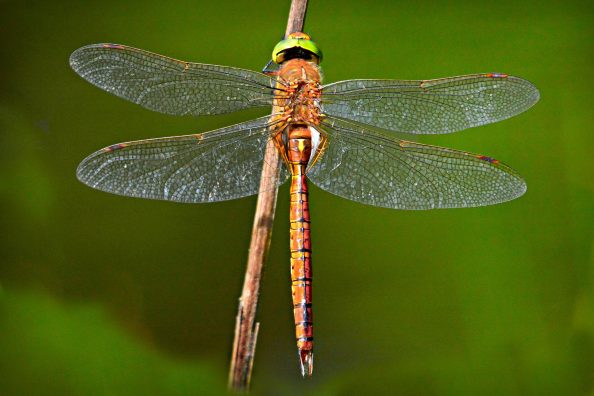 Libelle mit ausgebreiteten Flügeln auf einem Halm.