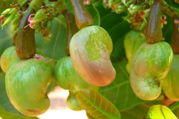 Cashews an einem Baum.