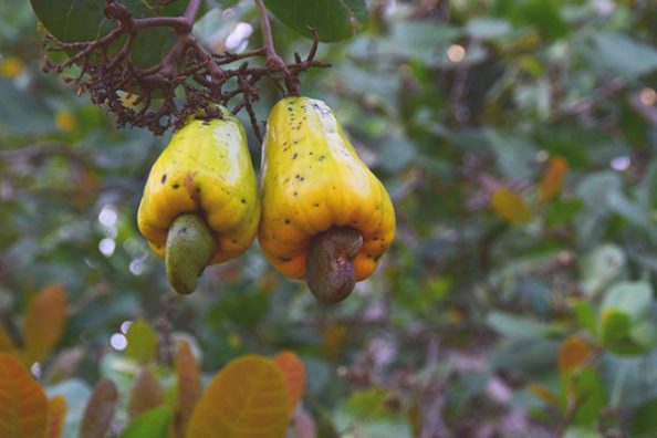 Cashews am Baum.