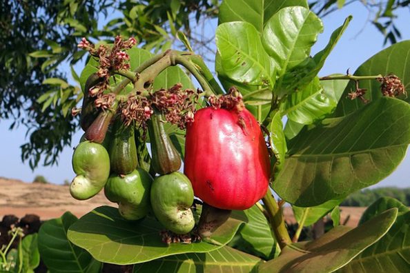 Eine Cashewfrucht am Baum.