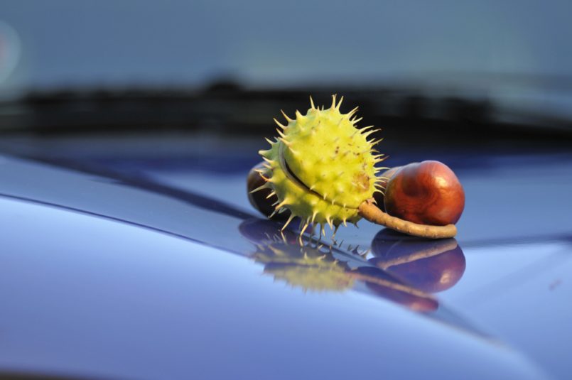 Kastanie auf der Motorhaube eines Autos.