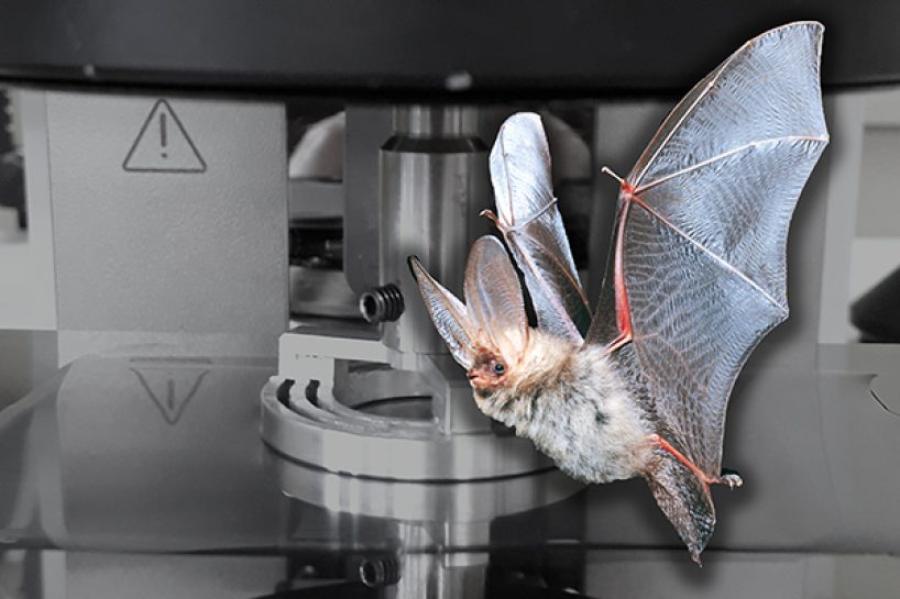 Eine symbolhafte Fledermaus vor dem neu entwickelten Rheometer.