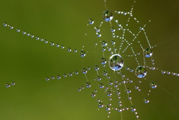 Wassertropfen perlen von den Fäden eines Spinnennetzes.