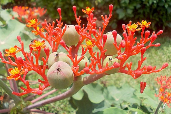 Eine Jatropha-Planze.