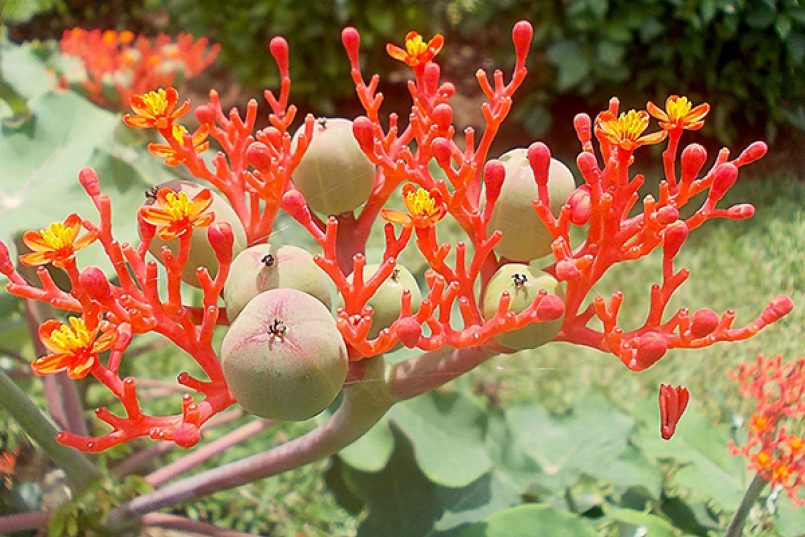 Eine Jatropha-Planze.