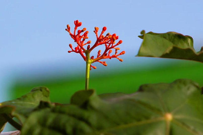 Eine Jatropha-Pflanze.