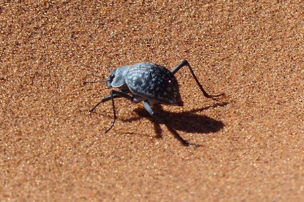 Ein Käfer in der Namib als Symbolbild.