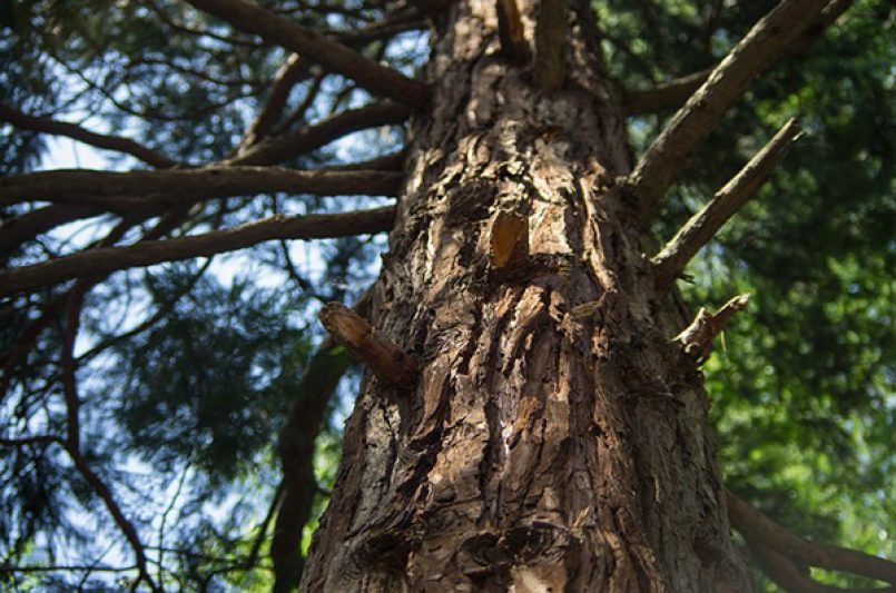 Eine Nadelbaum mit Fokus auf die Rinde als Symbolbild.