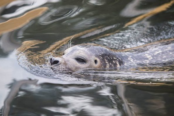 Ein Seehund im Wasser.