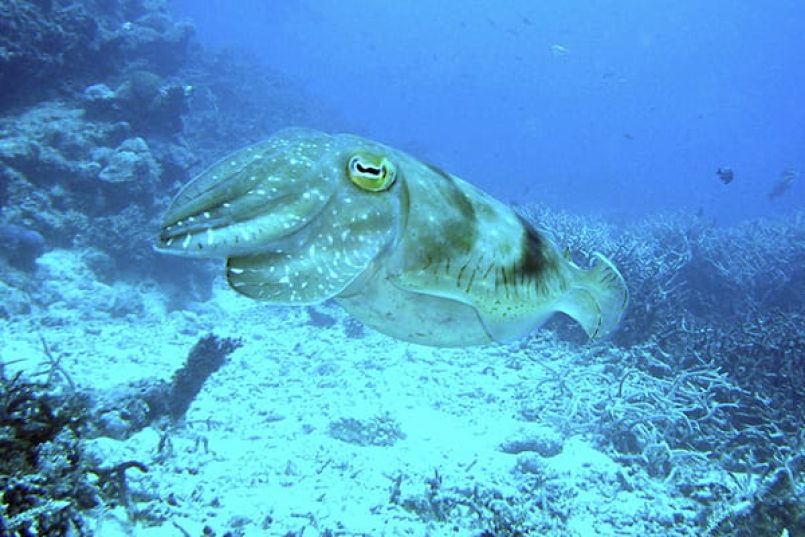 Ein Tintenfisch im Ozean.