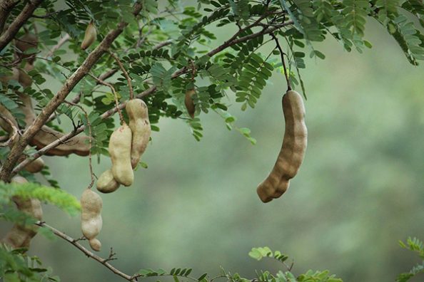 Eine Tamarindenfrucht am Baum.