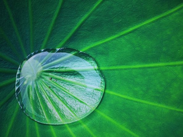 Wassertropfen auf einem grünen Blatt.