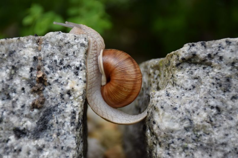 Eine Schnecke auf Steinen.